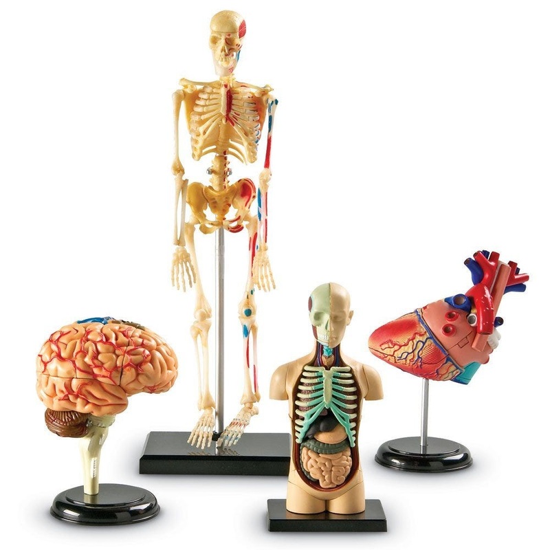 Anatomy Models Set