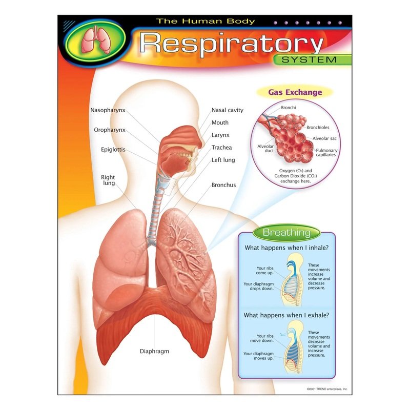 The Human BodyRespiratory System Learning Chart