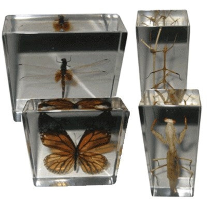 Real Life Science Specimens – Butterfly