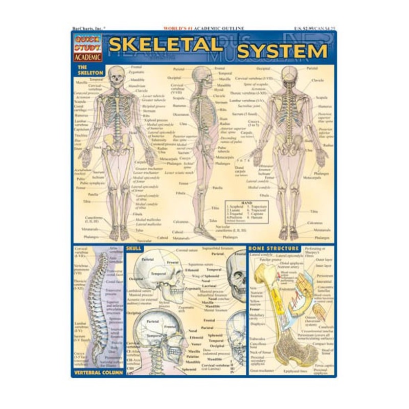 QuickStudy The Skeletal System